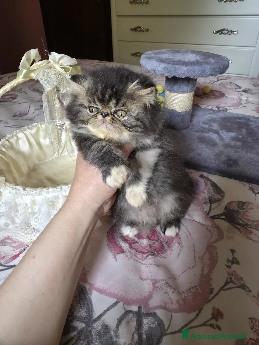 Persiano gatti in vendita: Cuccioli persiani  - Annuncio 2