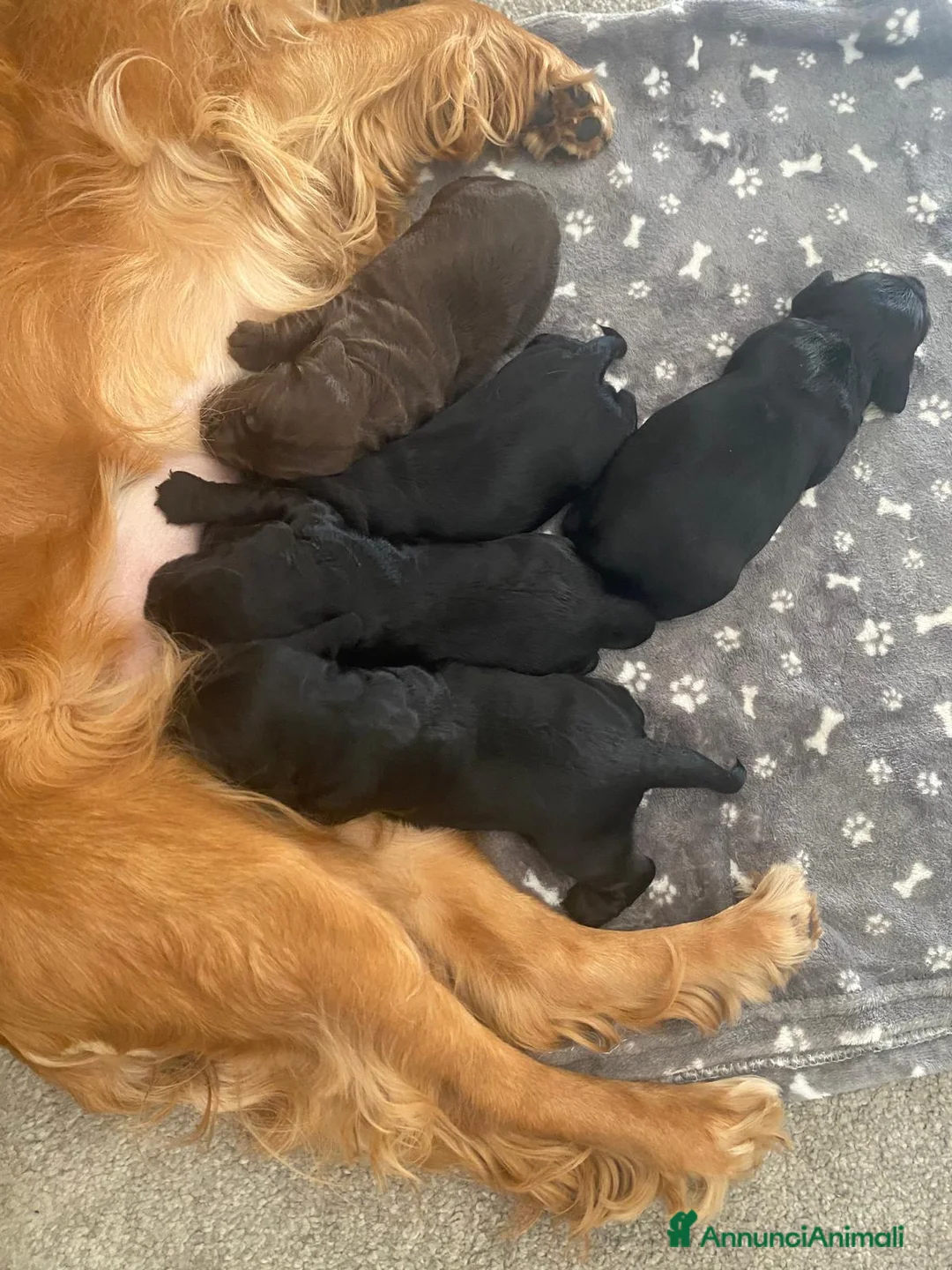 Cocker cani in vendita: Cocker spaniel a Provincia di Bergamo - Annuncio 1