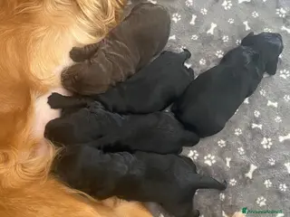 Cocker cani Cocker spaniel - Annuncio 3