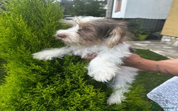 Yorkshire cani in vendita: Maschi di Yorkshire biewer  a Provincia di Bergamo - Immagine 6