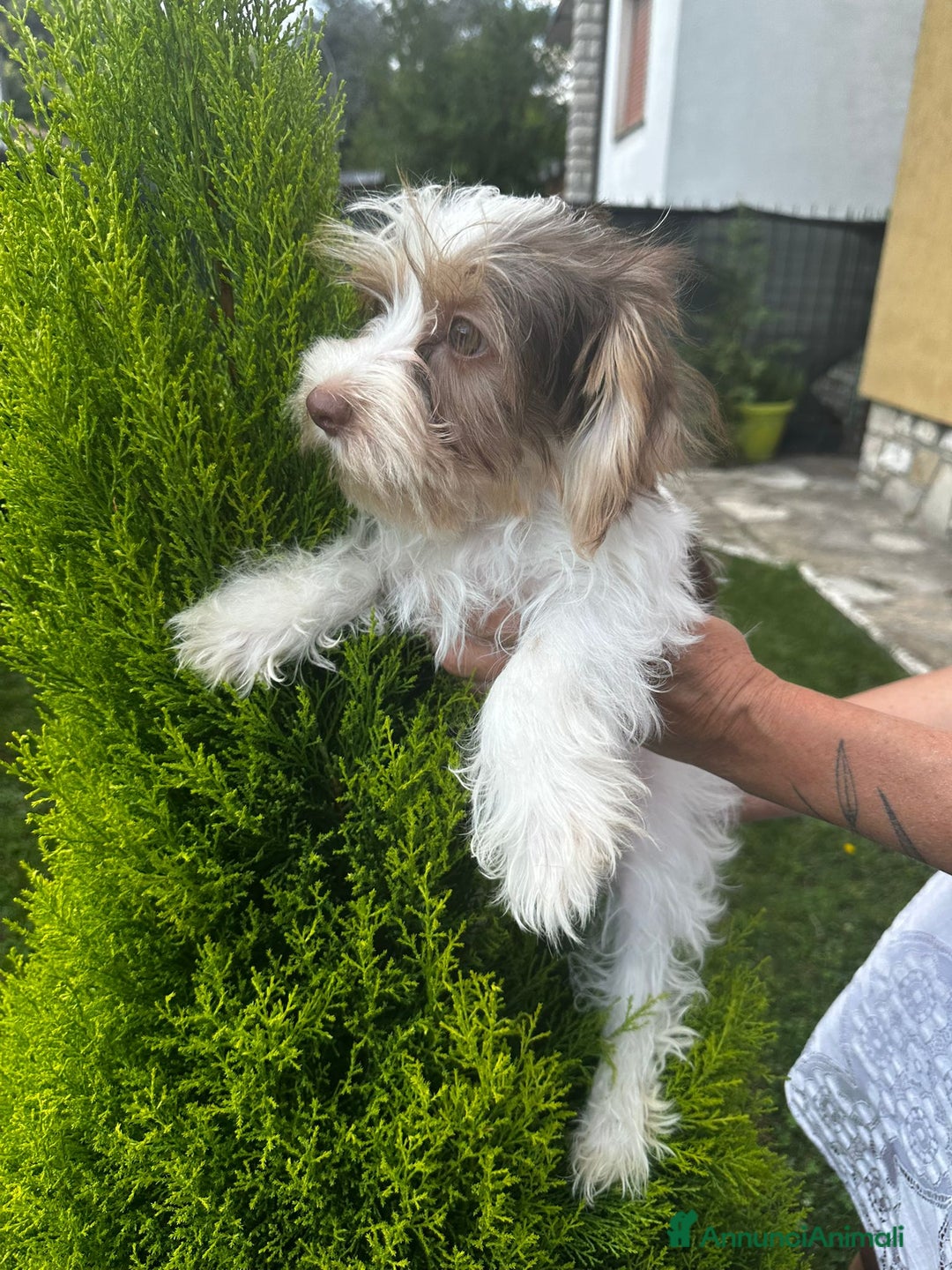 Yorkshire cani in vendita: Maschi di Yorkshire biewer  a Provincia di Bergamo - Immagine 6