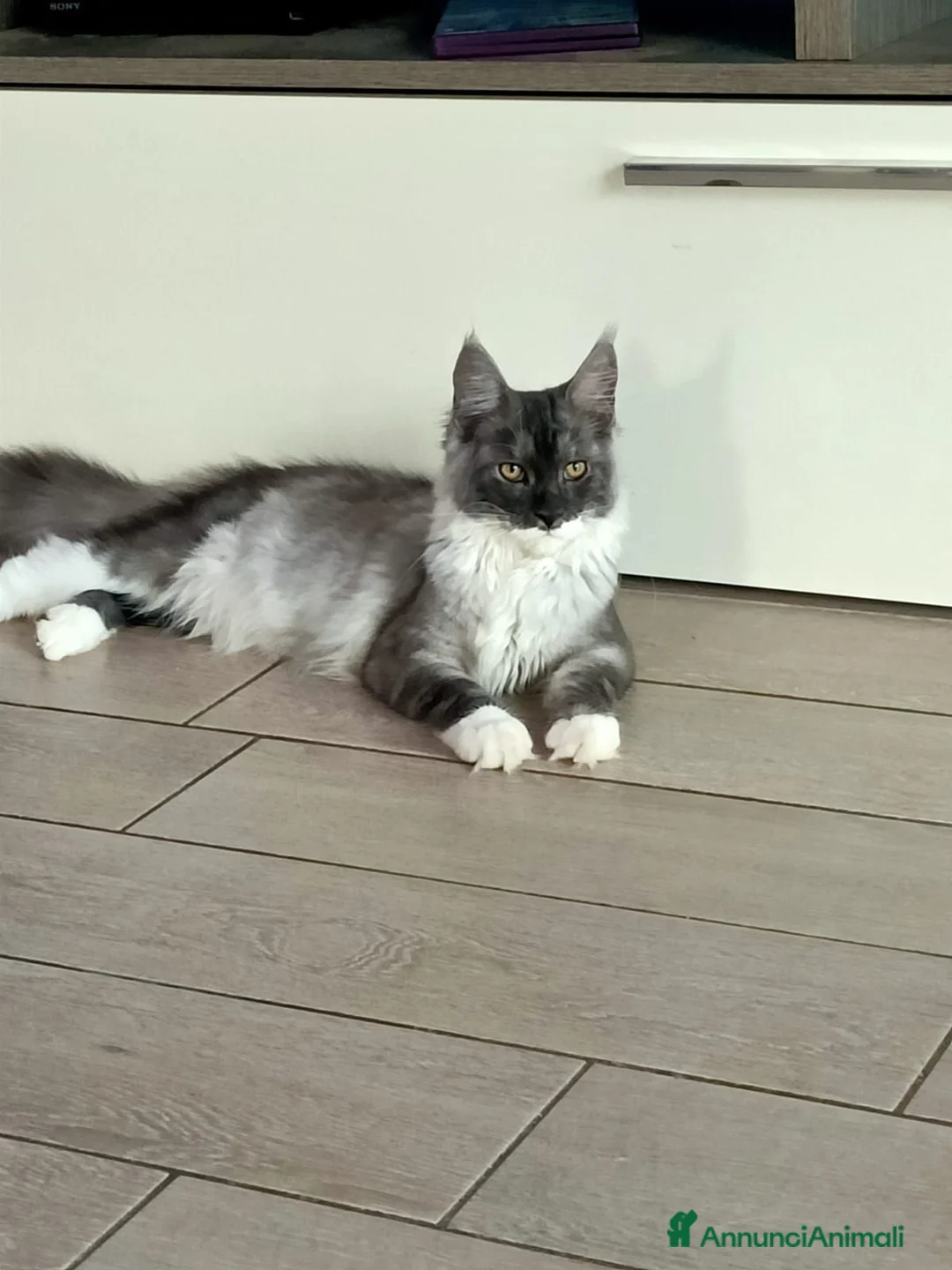 Maine Coon gatti in vendita: Cucciole di Maine Coon  - Annuncio 16
