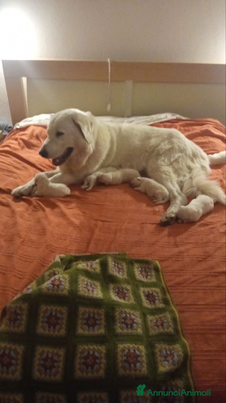 Pastore Maremmano cani pastori maremmani di 2 mesi - Annuncio 8