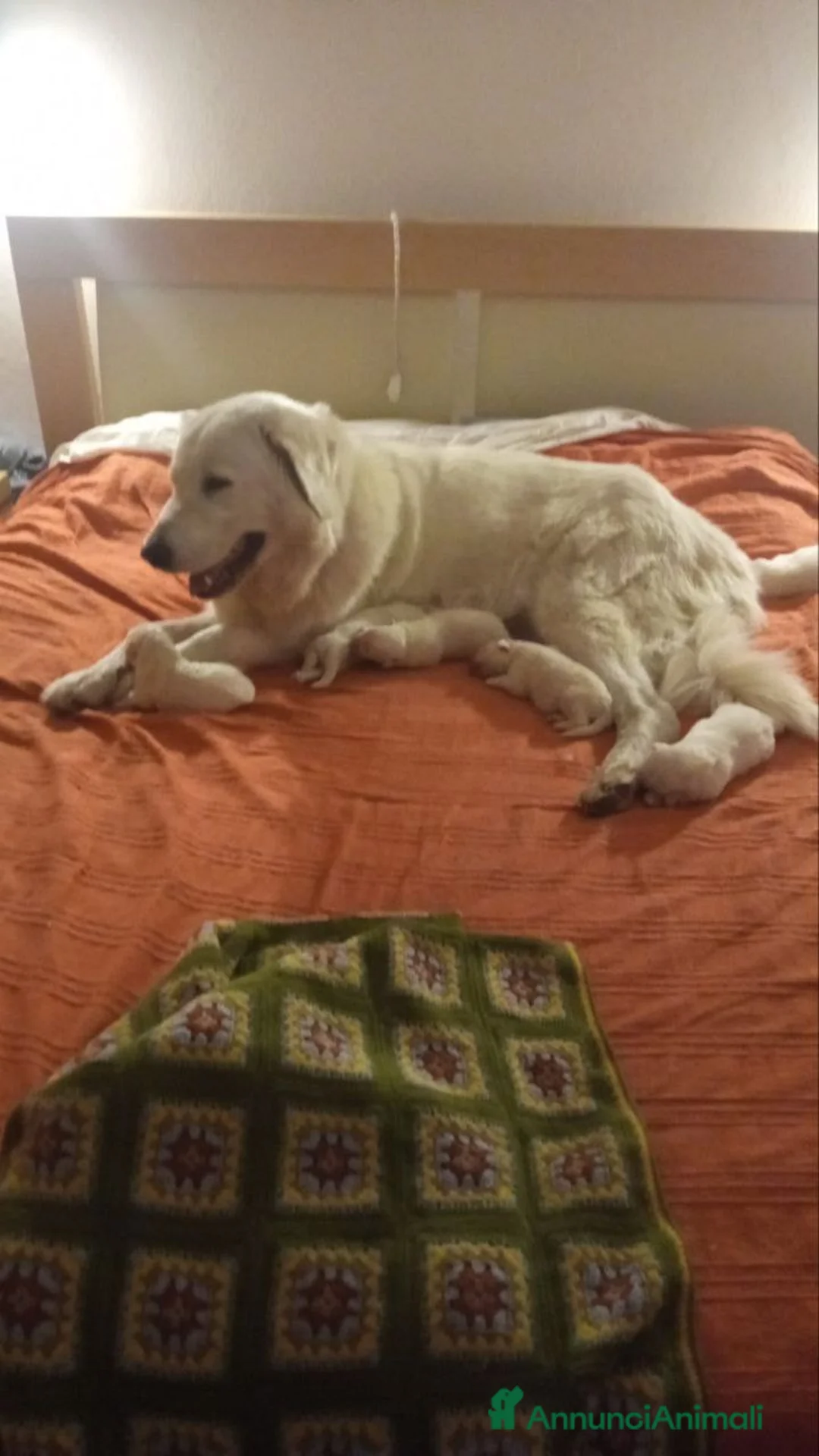 Pastore Maremmano cani in vendita: pastori maremmani di 2 mesi - Annuncio 1