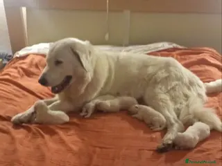 Pastore Maremmano cani pastori maremmani di 2 mesi - Annuncio 8