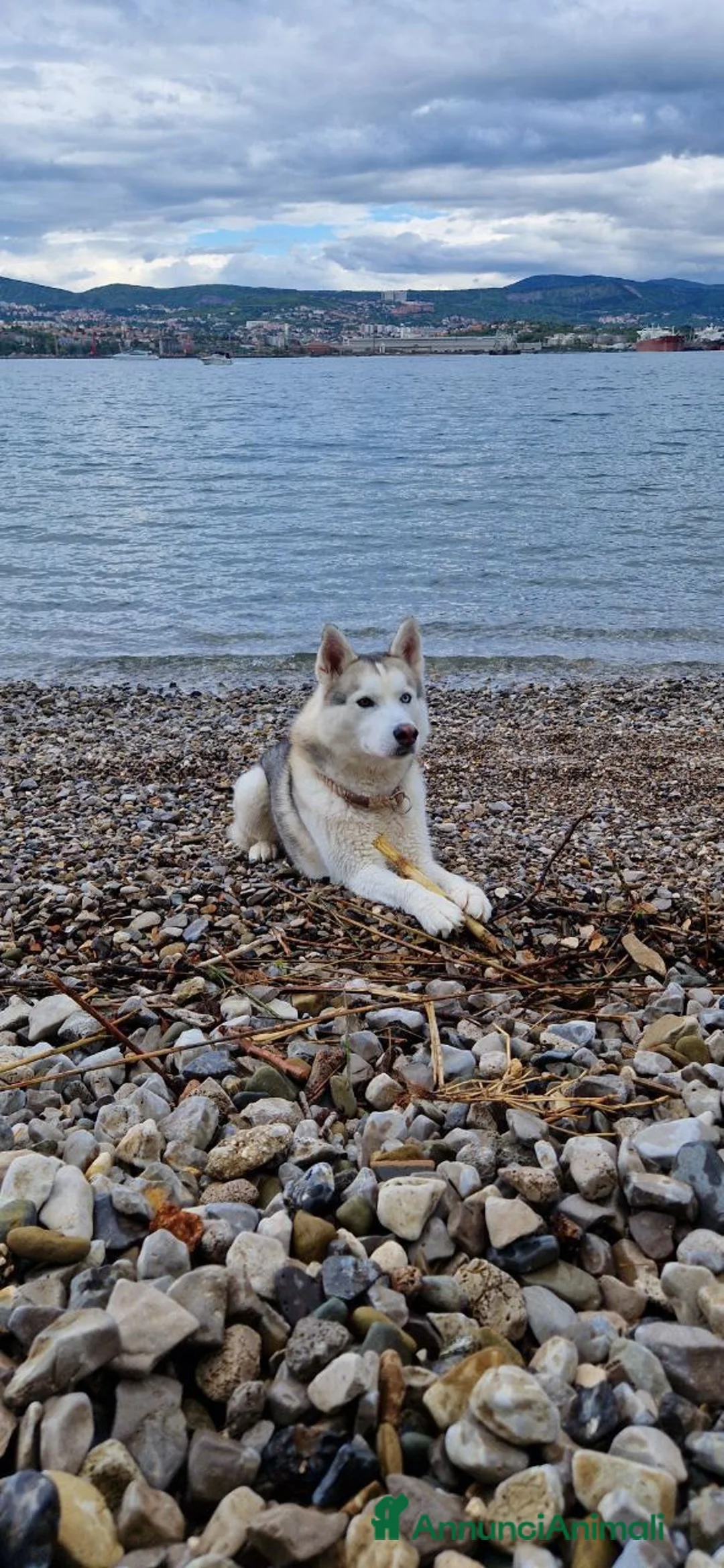 Husky cani in regalo: Siberian Husky - Annuncio 1