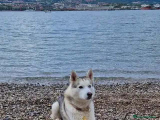 Husky cani Siberian Husky - Annuncio 1