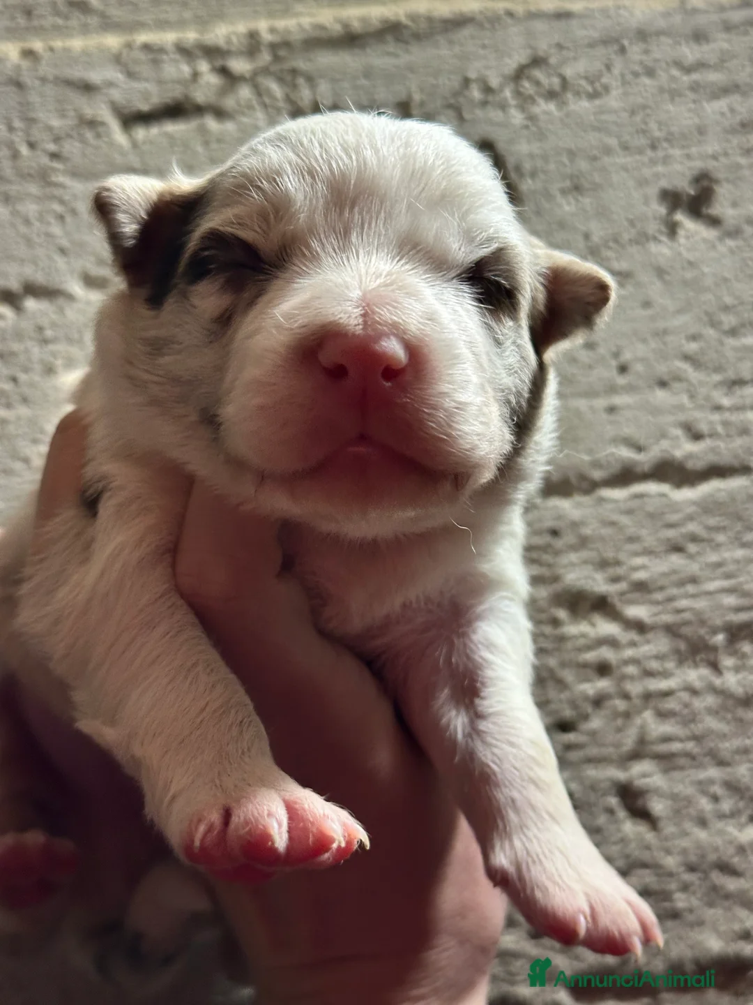 Border Collie cani in vendita: Cuccioli border collie - Annuncio 3