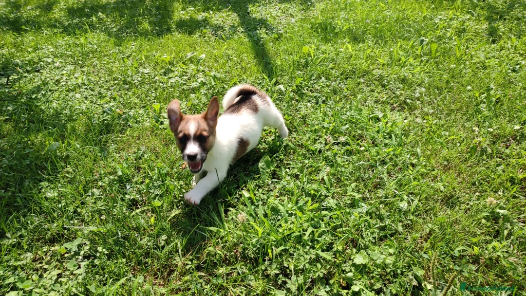 Jack Russell cani in vendita: Jack Russell bianchi aranci pelo liscio - Annuncio 6