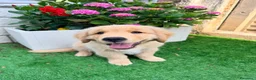 Golden Retriever cani in vendita: Cucciolo Golden retriver  - Annuncio 3