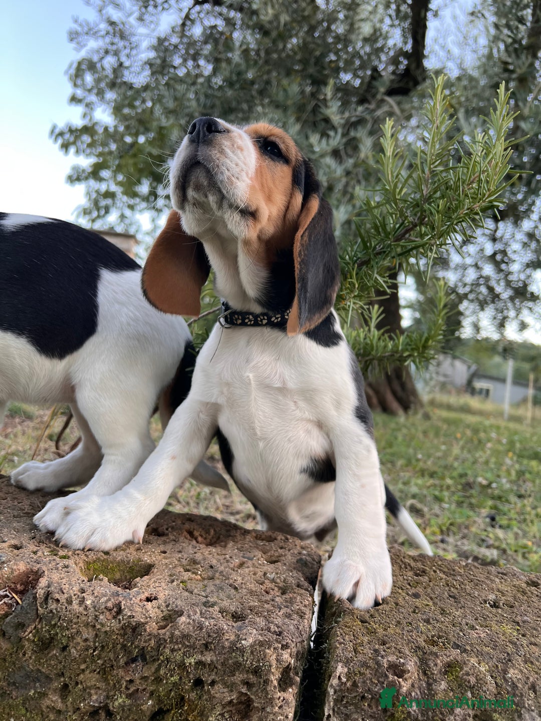 Beagle cani in vendita: Cuccioli di beagle - Annuncio 11