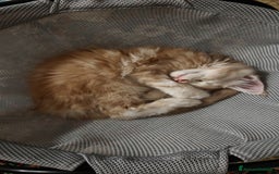 Maine Coon gatti in vendita: Cuccioli MAINE COON - Annuncio 5
