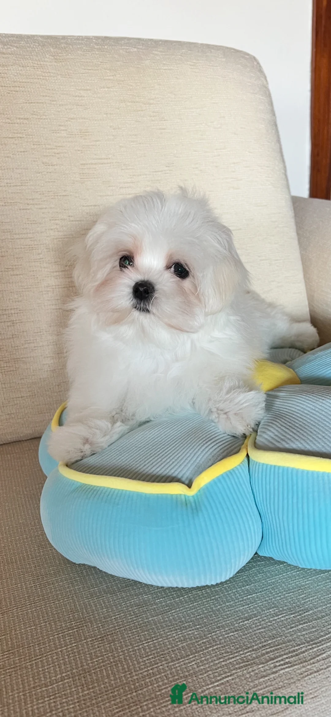 Maltese cani in vendita: Cucciolo di maltese con pedigree ENCI  - Annuncio 2