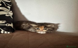 Persiano gatti in vendita: Gattine persiane normotipo  a Provincia di Reggio Emilia - Immagine 23