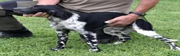 Setter Inglese cani in vendita: Setter Inglese - genealogia da campioni di lavoro a Provincia di Bergamo - Annuncio 5