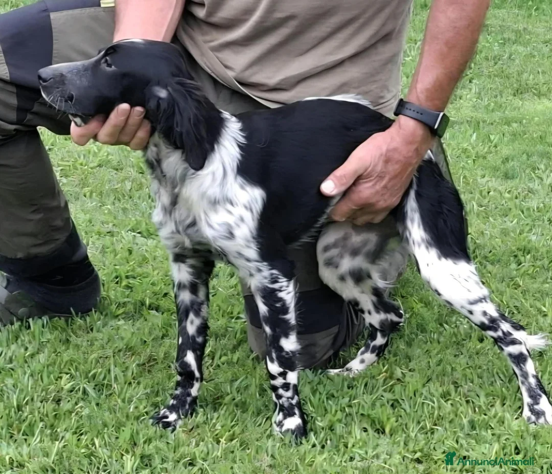 Setter Inglese cani in vendita: Setter Inglese - genealogia da campioni di lavoro a Provincia di Bergamo - Annuncio 5