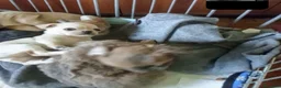 Chihuahua cani in vendita: Chihuahua con genealogia multi campioni ENCI  - Annuncio 18