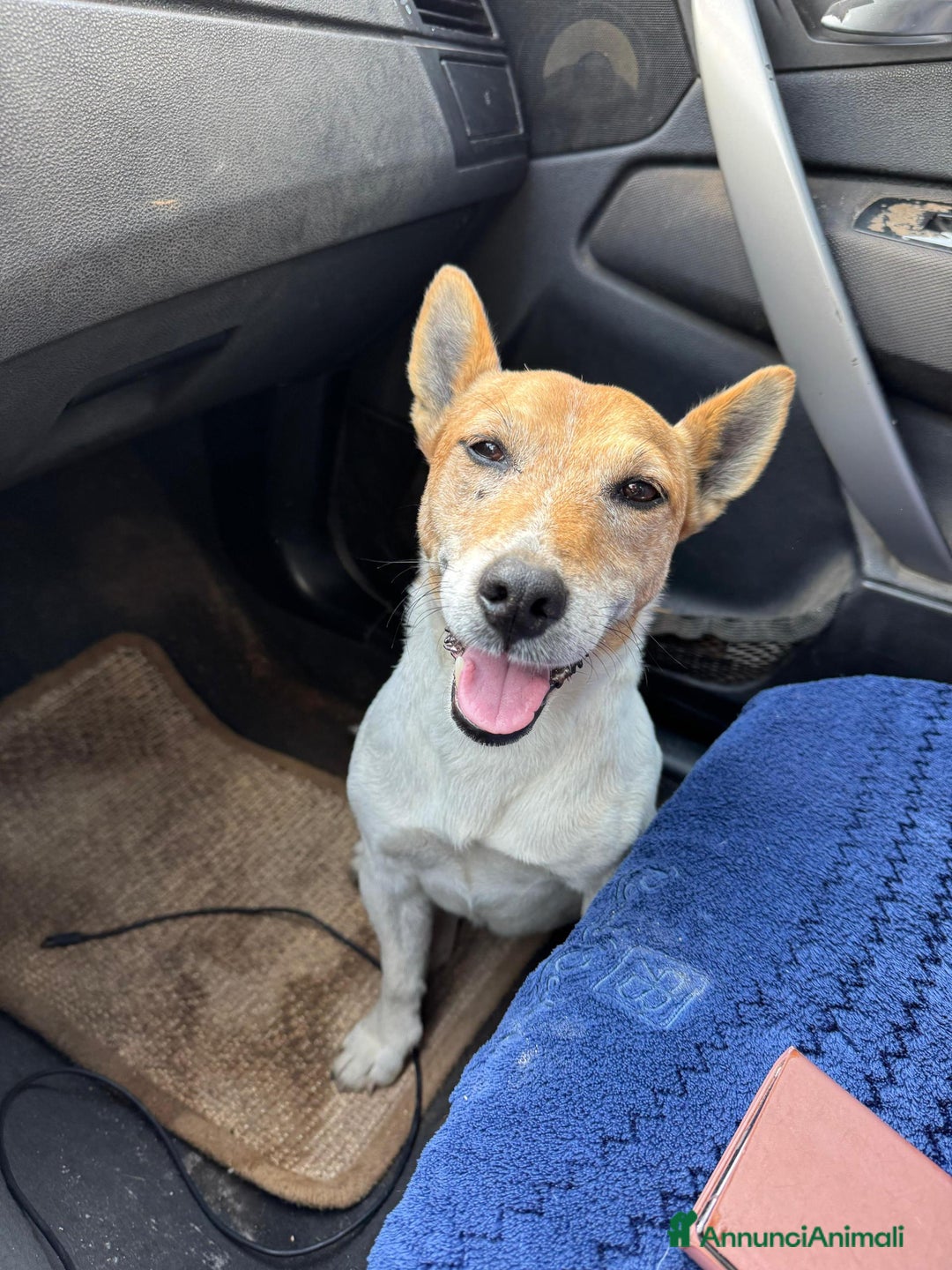 Altre razze cani in regalo: jack 5 anni - Annuncio 5