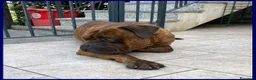 Bullmastiff cani in regalo: BEN meraviglioso con le persone - Annuncio 2