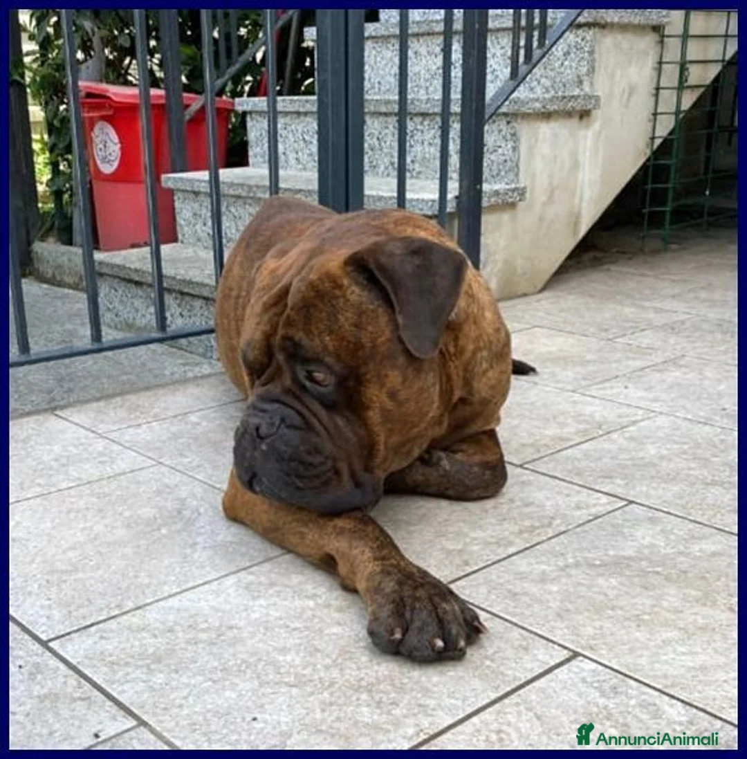 Bullmastiff cani in regalo: BEN meraviglioso con le persone - Annuncio 2