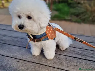 Bichon cani Bichon Frise a Provincia del Sud Sardegna - Annuncio 1