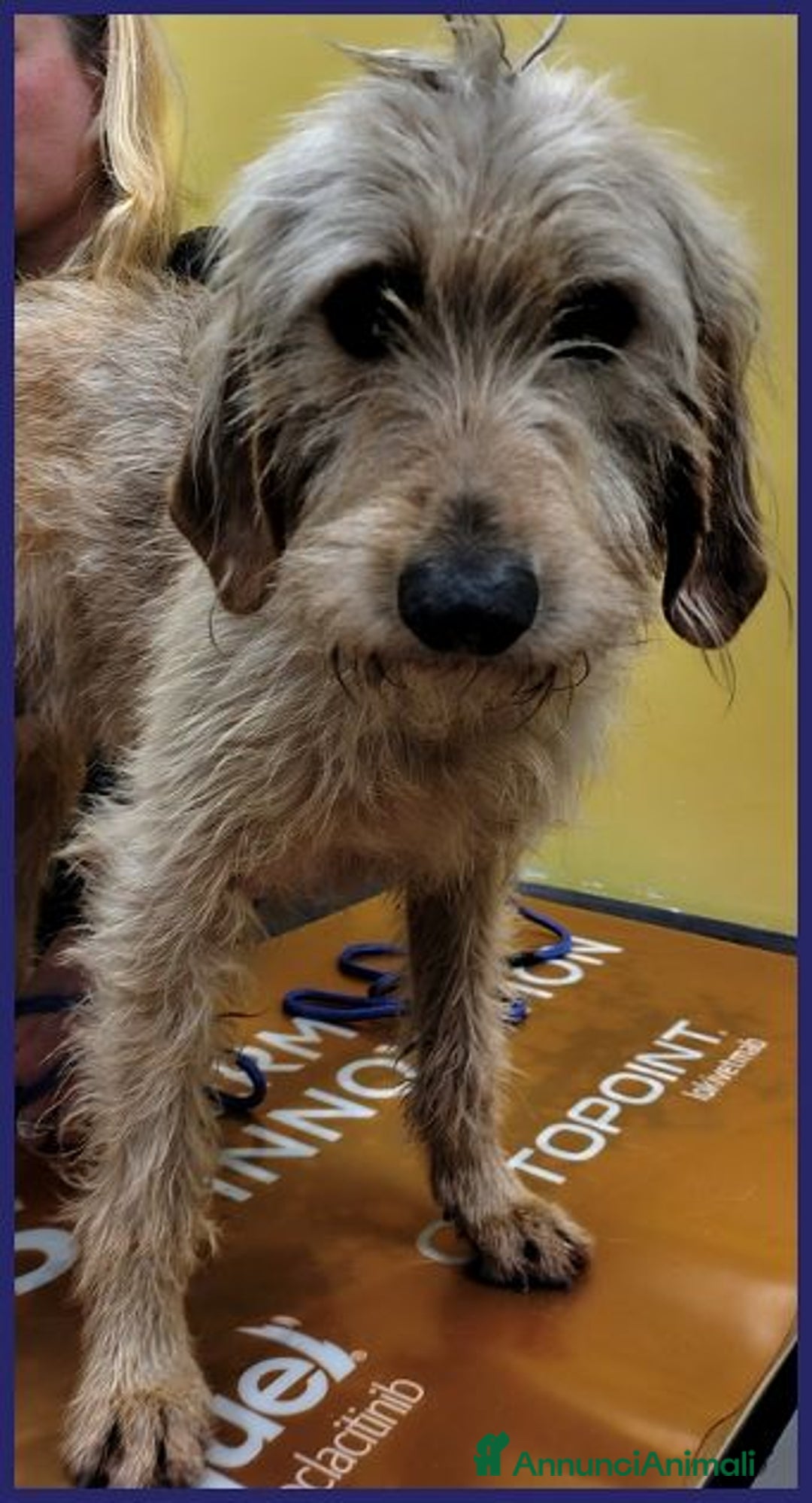 Meticcio cani in regalo: GIACOMO ha vissuto un inferno ora cerca amore - Annuncio 3