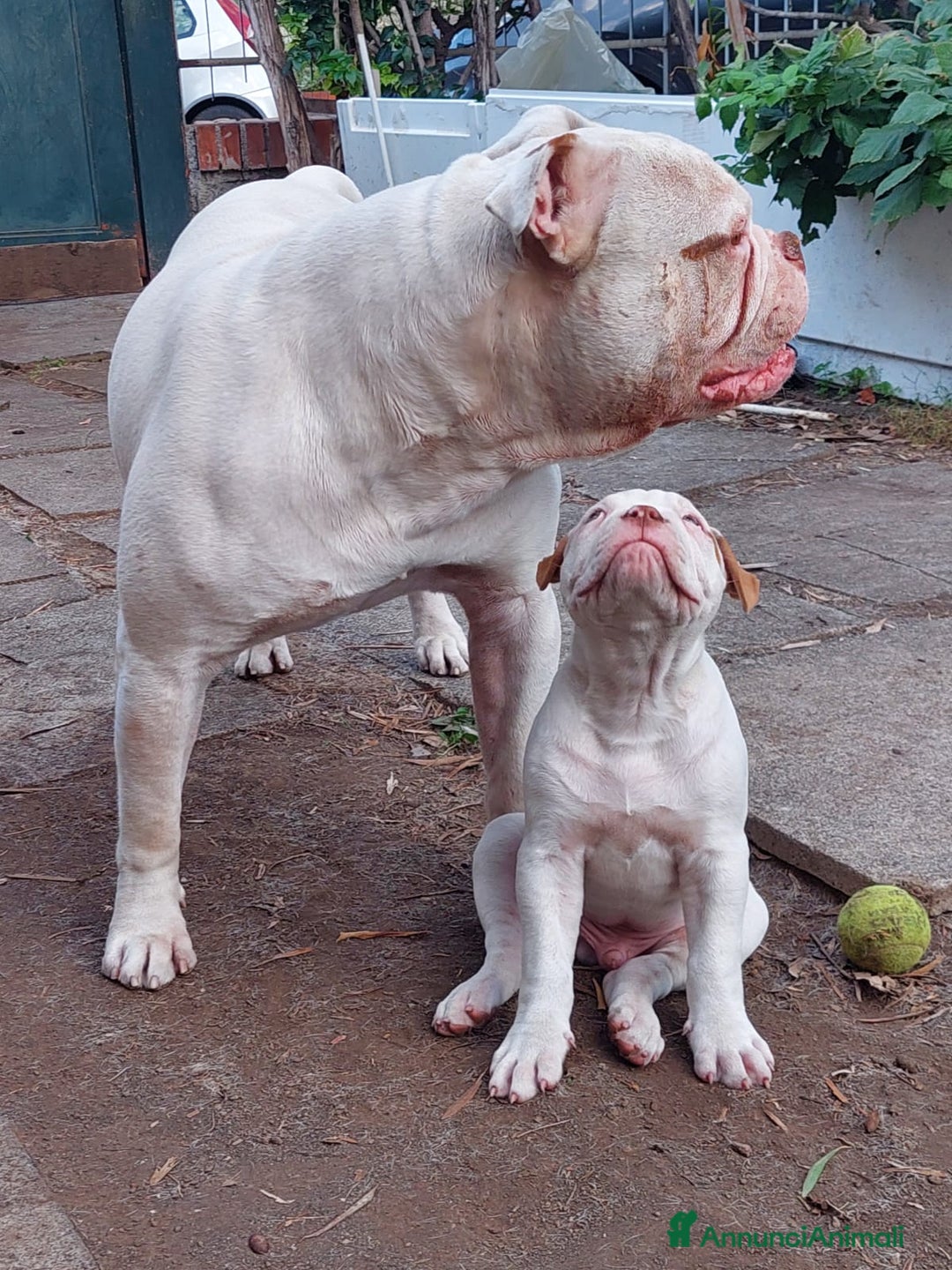 Bulldog cani in vendita: American bulldog  - Annuncio 3