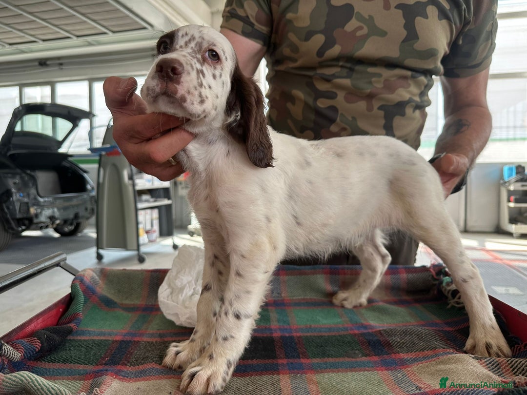 Setter Inglese cani in vendita: Setter inglesi maschi  a Provincia di Verona - Immagine 10