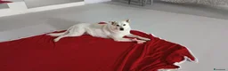 Meticcio cani in regalo: CANE METICCIO CERCA FAMIGLIA  - Annuncio 6