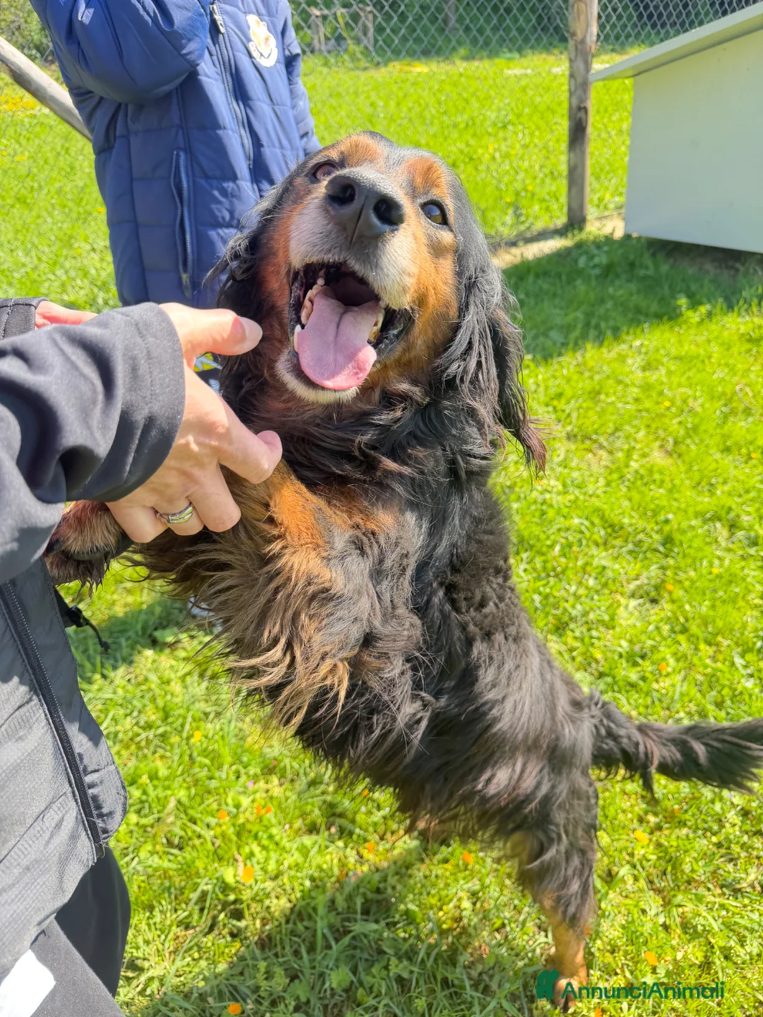 Meticcio cani in regalo: Ettore a Città metropolitana di Milano - Annuncio 3