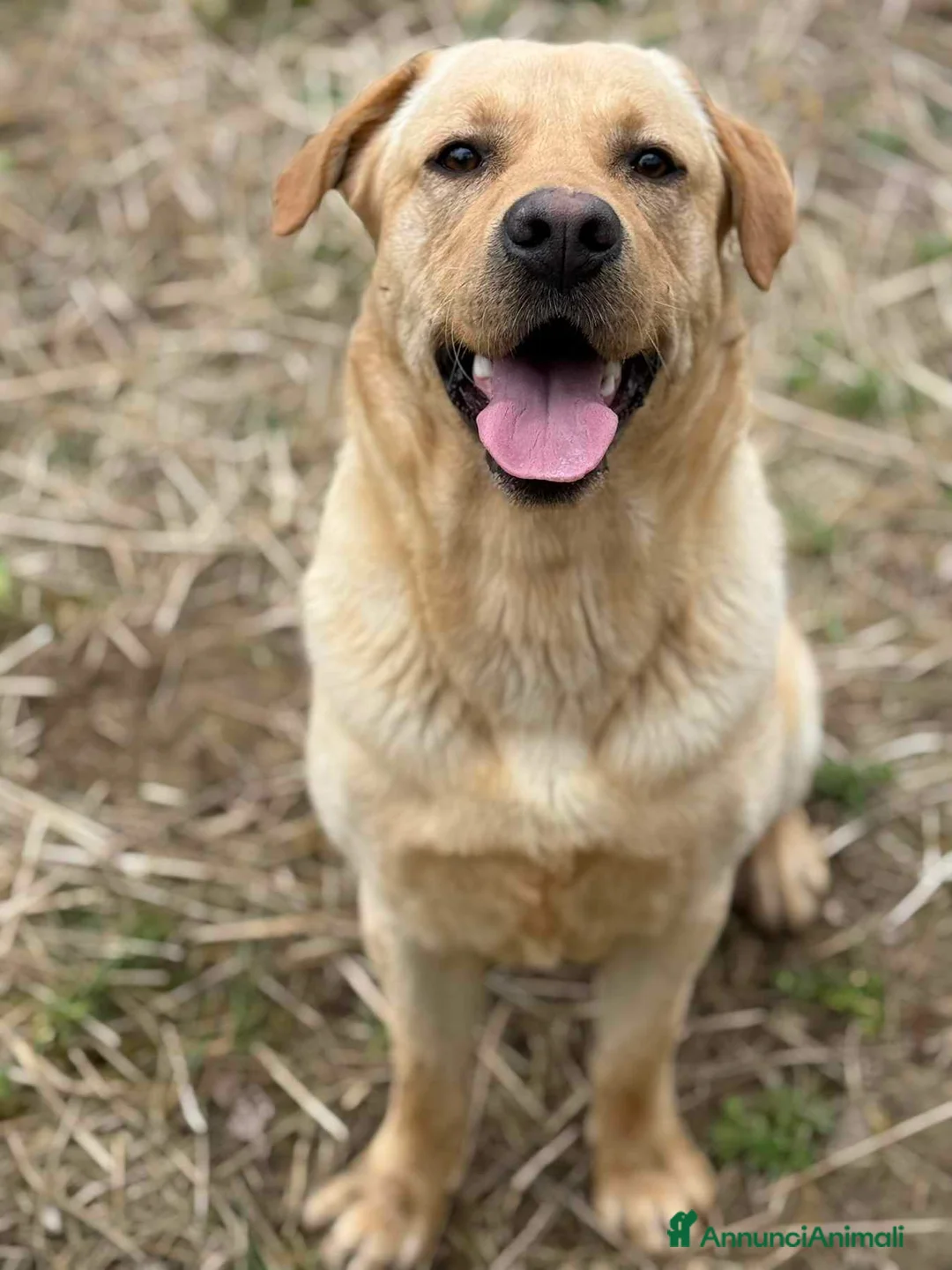 Labrador cani in regalo: RIO, stupendo mix LABRADOR dolcissimo! - Annuncio 10