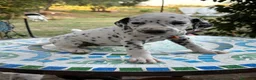 Dalmata cani in vendita: Cuccioli di Dalmata - Annuncio 23
