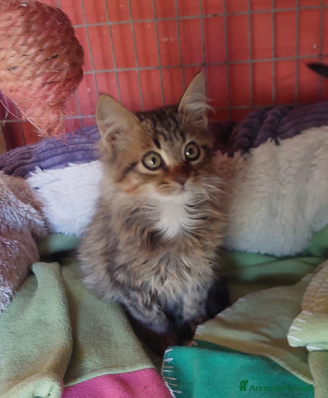 Maine Coon gatti in regalo: Jerry, un dolcissimi micino  aspetta casa - Annuncio 3