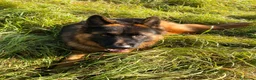 Pastore Tedesco cani per accoppiamento: Rey cerca femmina per riproduzione  - Annuncio 3