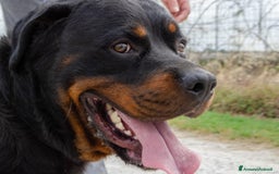 Rottweiler cani in regalo: Rex, 3 anni e mezzo a Provincia di Bergamo - Immagine 3