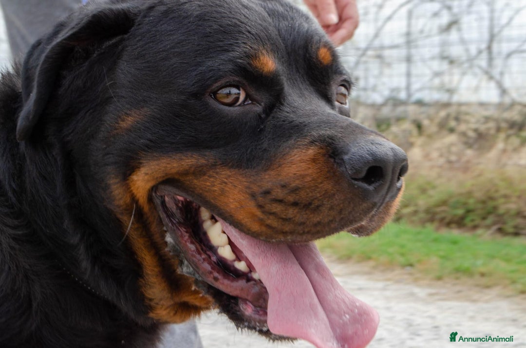 Rottweiler cani in regalo: Rex, 3 anni e mezzo a Provincia di Bergamo - Immagine 3