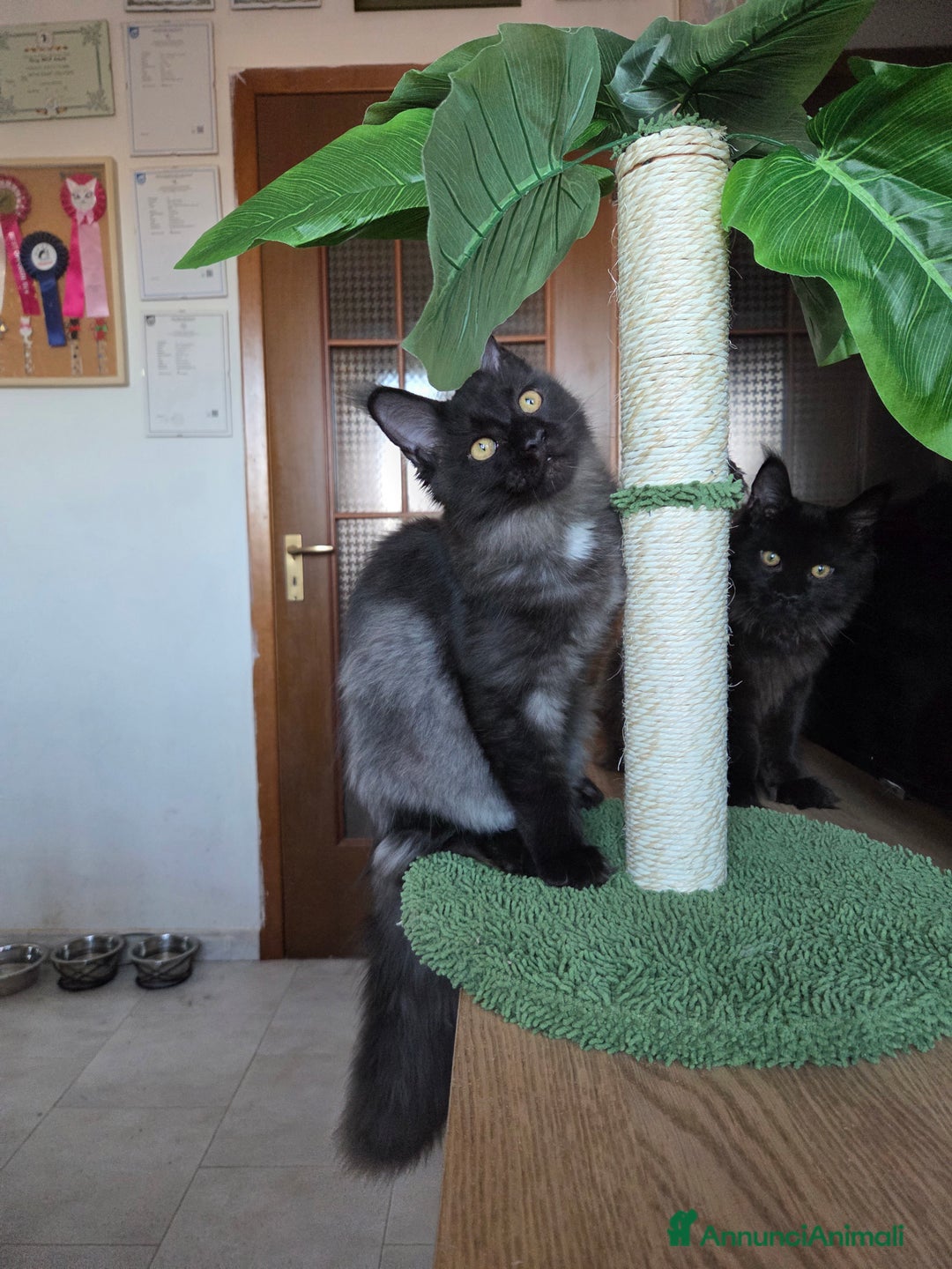 Maine Coon gatti in vendita: Maine Coon - 2 maschie e 1 femmina - Annuncio 13