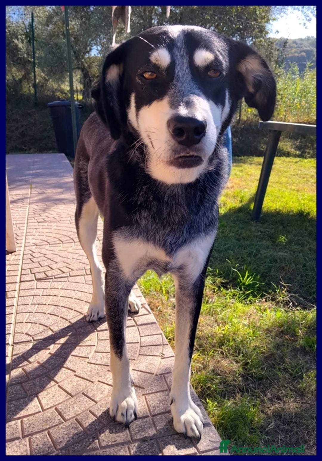 Meticcio cani in regalo: DUMBO un simpaticone tg media - Annuncio 6