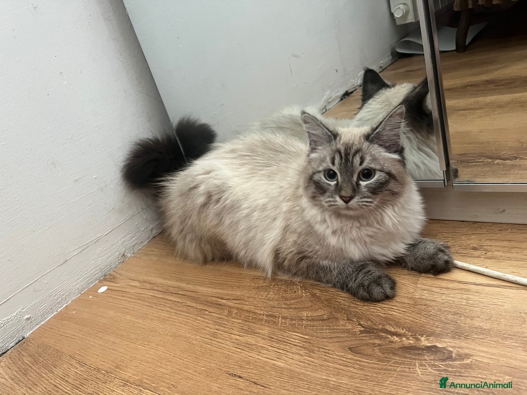 Siberiano gatti in vendita: gatto siberiano ipoallergenico  a Provincia di Arezzo - Immagine 3