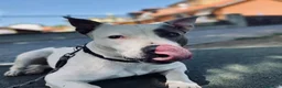 Meticcio cani in regalo: CUCCIOLI a Provincia di Piacenza - Annuncio 2