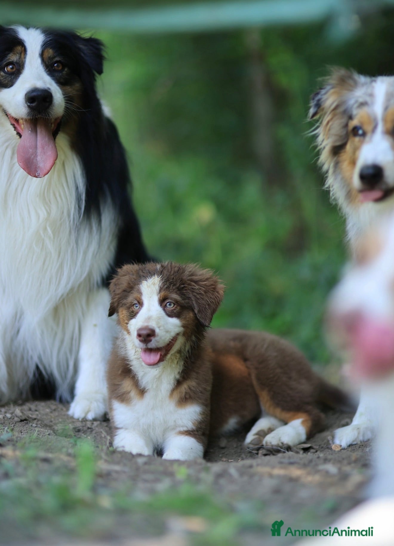 Australian Shepherd cani Ultima cucciola Australian Shepherd con pedigree - Annuncio 2