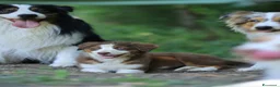 Australian Shepherd cani in vendita: Ultima cucciola Australian Shepherd con pedigree - Annuncio 1