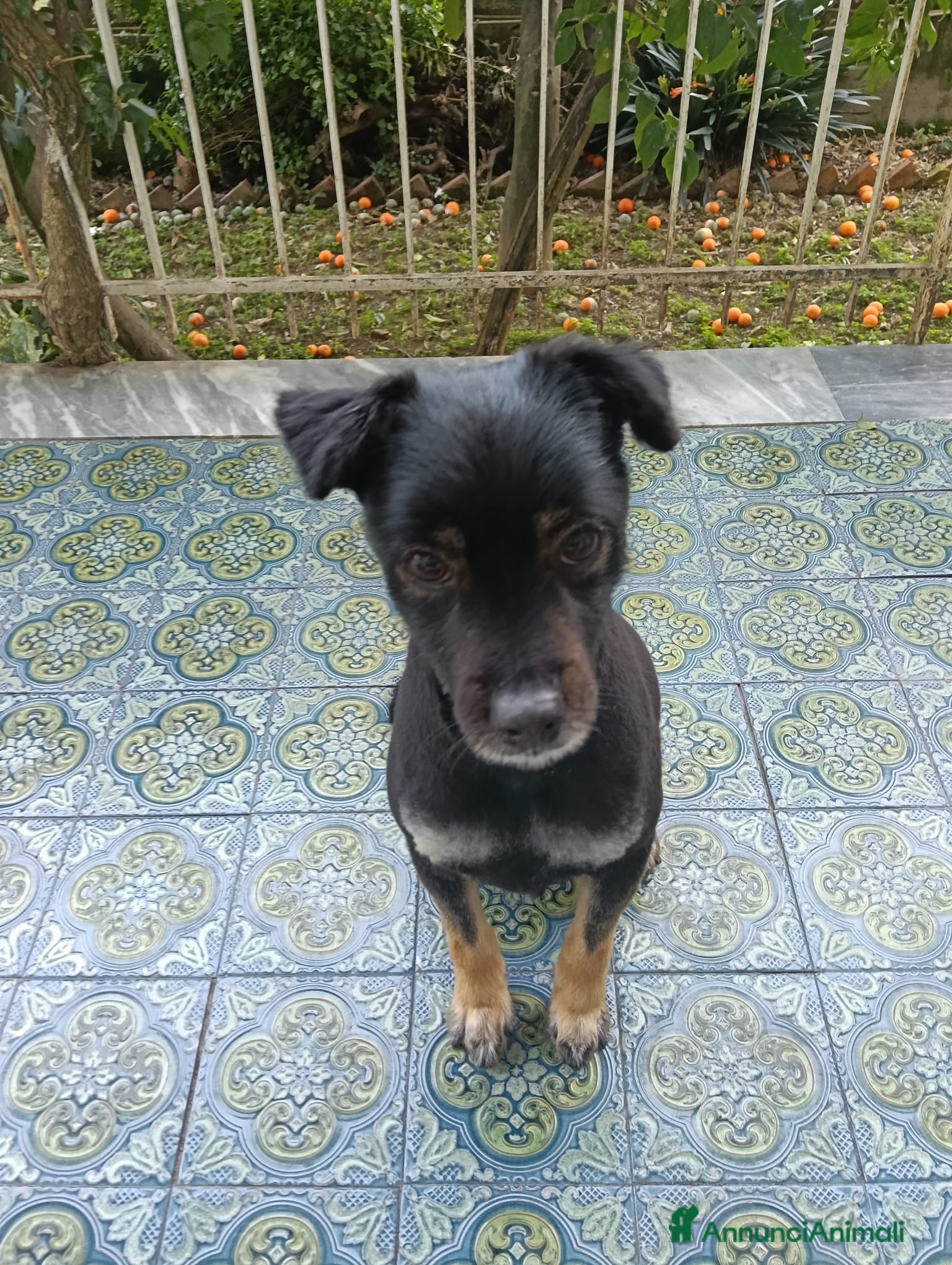 Meticcio cani Blaick cerca una nuova casa - Annuncio 1