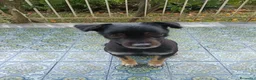 Meticcio cani in regalo: Blaick cerca una nuova casa a Città Metropolitana di Napoli - Annuncio 1