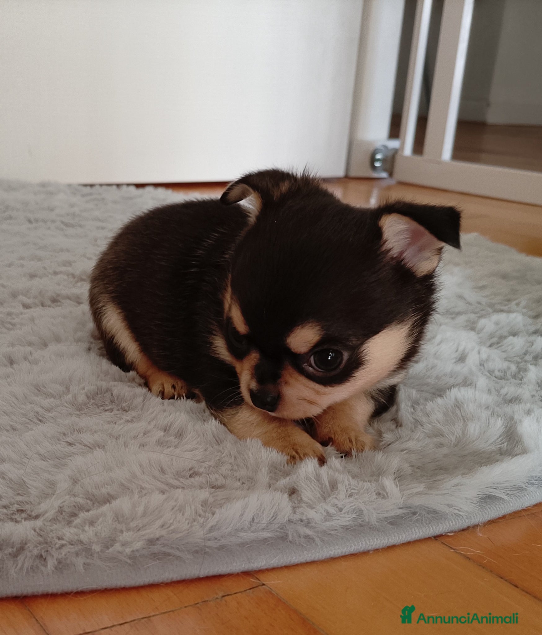 Chihuahua cani Chihuahua pedigree ENCI  - Annuncio 35
