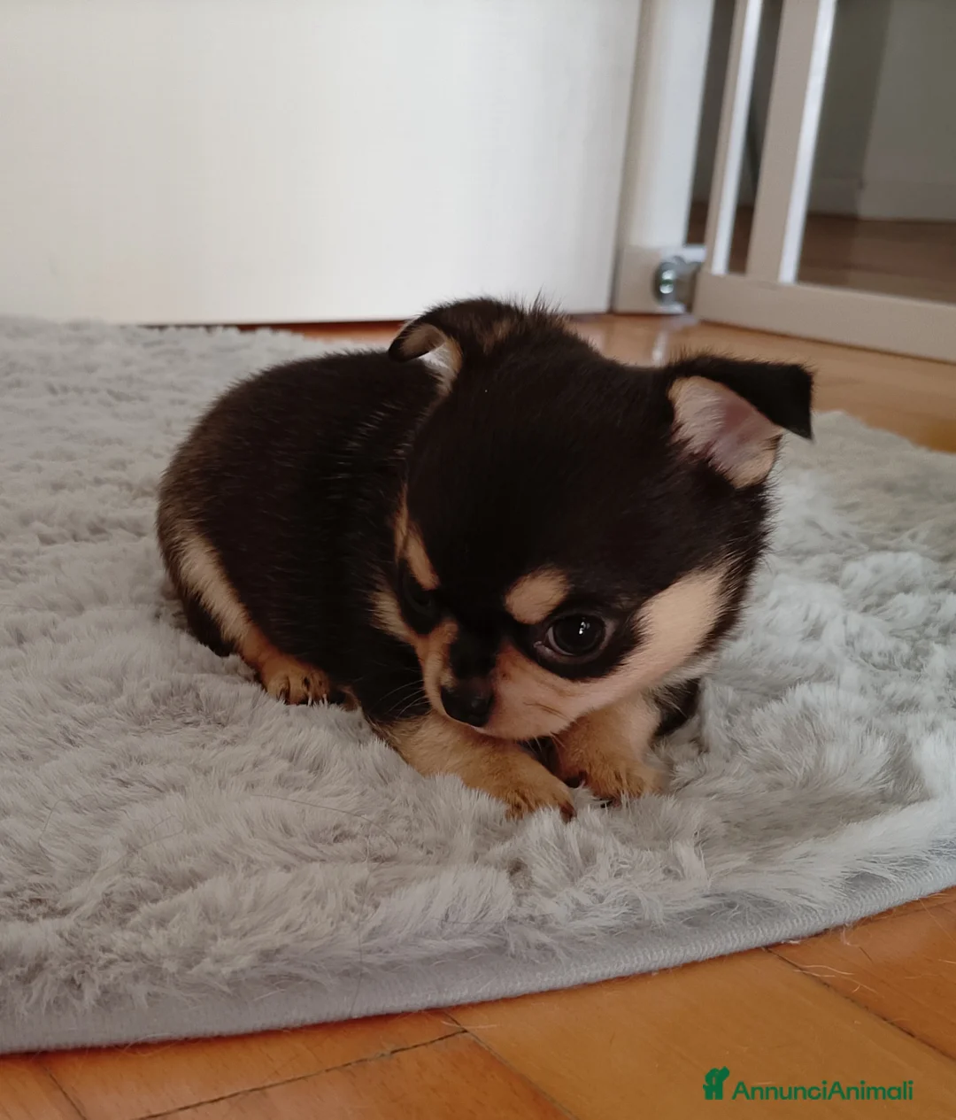 Chihuahua cani in vendita: Chihuahua pedigree ENCI  - Annuncio 1