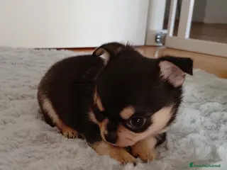 Chihuahua cani Chihuahua pedigree ENCI - Annuncio 2