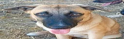 Meticcio cani in regalo: PUCCI, cucciolona tg medio-grande da adottare a Provincia di Padova - Annuncio 3