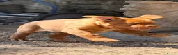 Dogue de Bordeaux cani in vendita: Dogue de Bordeaux CUCCIOLATA STRAORDINARIA  - Annuncio 8