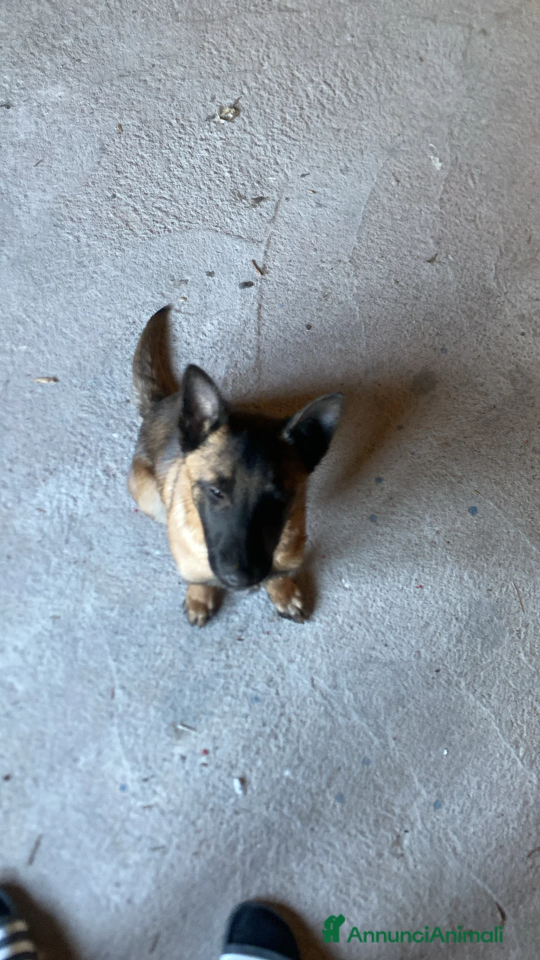 Pastore Belga cani in vendita: Pastore belga di nome Tayson  a Provincia di Brescia - Annuncio 2